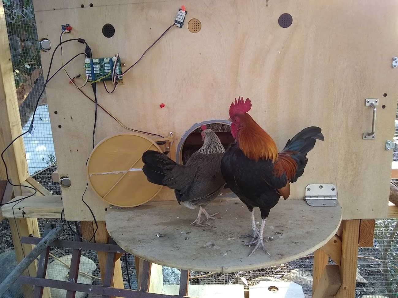 Chickens and their sound box